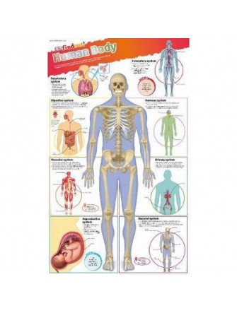 Dkfindout! Human Body Poster