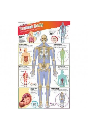 Dkfindout! Human Body Poster