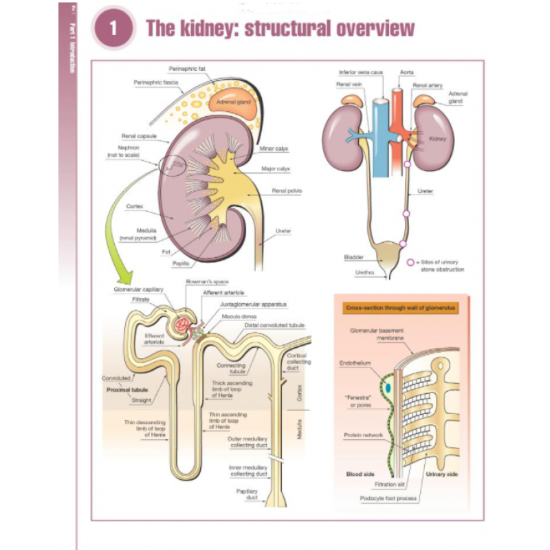 THE RENAL SYSTEM AT A GLANCE 4E